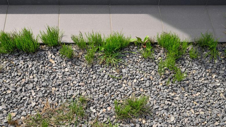 weeds growing through gravel