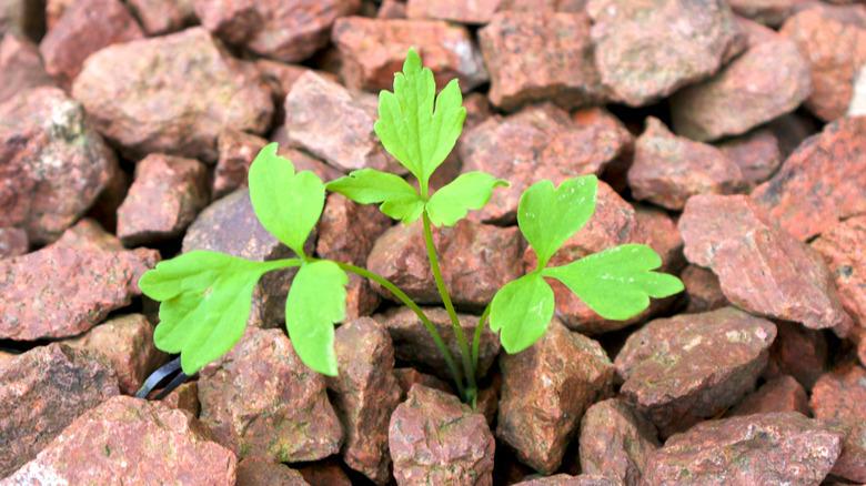 a wee sprouting in gravel