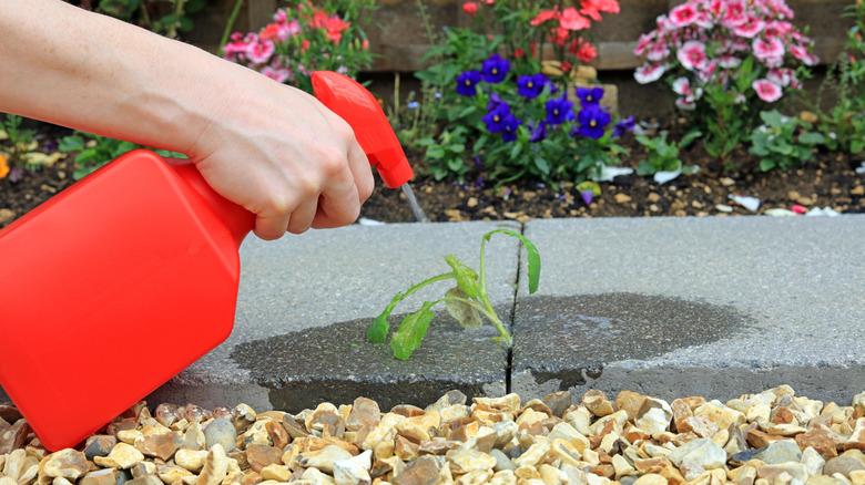 Hand Spraying Weed Killer On To A Weed Growing Between Paving Stones In A Garden.