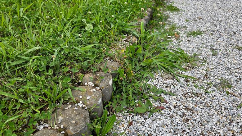 Curved stone garden border separates a patch of green grass and clover from a gravel path, with scattered white clover flowers and weeds growing along the edge