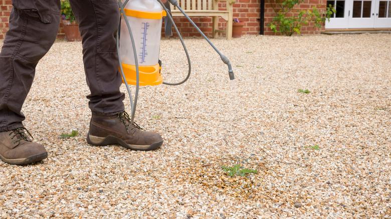 Person spraying weeds on a gravel driveway in a garden.
