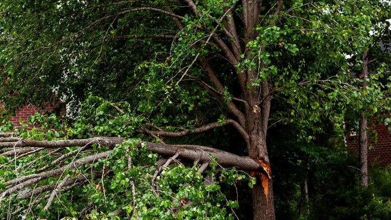A split Bradford pear tree