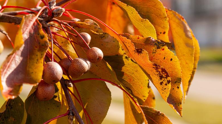 Fully ripened Bradford pear fruit in fall