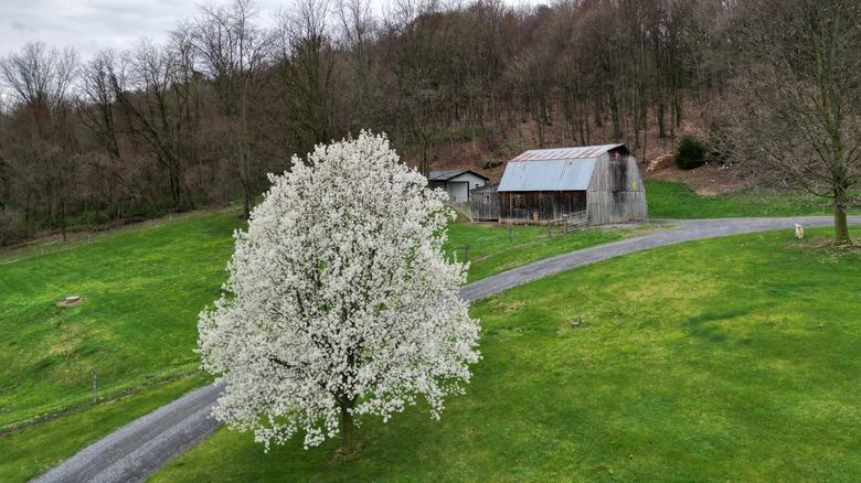 A Bradford pear growing in farm country