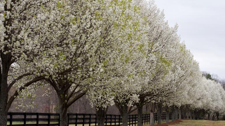 A row of Bradford pears along a fenceline