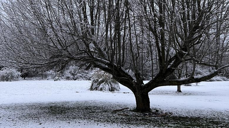 The extremely vertical branch growth of a Bradford pear