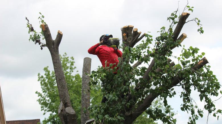 Cutting down a Bradford pear tree in North Texas