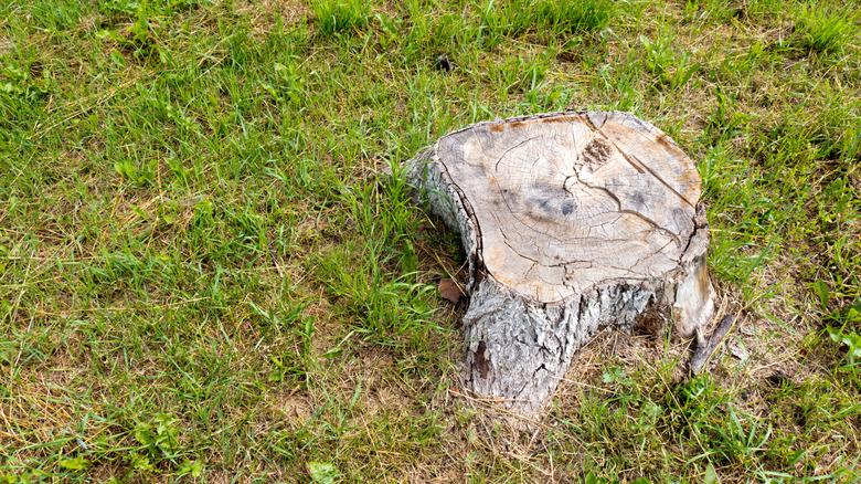 A large tree stump on a grass lawn
