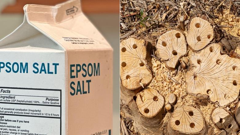 A carton of Epsom salt next to a large tree trunk stump with drilled holes.