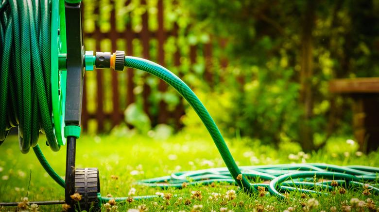 garden hose in grass