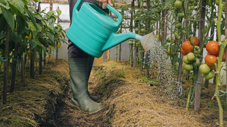 Watering tomatoes as they ripen
