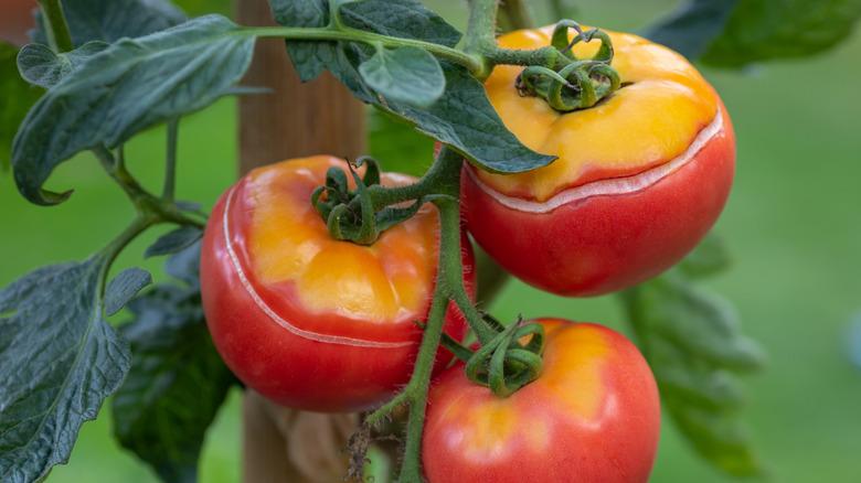 Tomato cracking caused by irregular watering