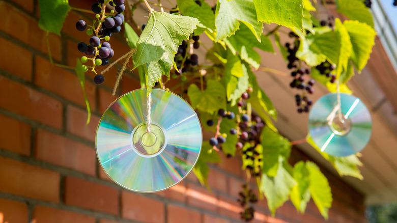 Homemade reflective bird repellent made of an old music computer laser discs outdoors on grape plant.