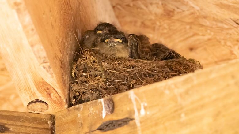 Baby robins nesting on the corner of a porch