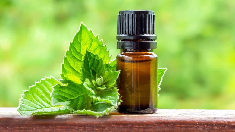 Peppermint essential oil. A dark (brown) glass bottle with mint essential oil and fresh mint on wooden table