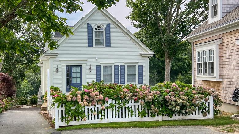 A Cape Cod styled home with blue shutters and door and flower bushes along the front fence.