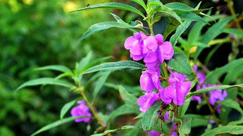 Salvia farinacea up close