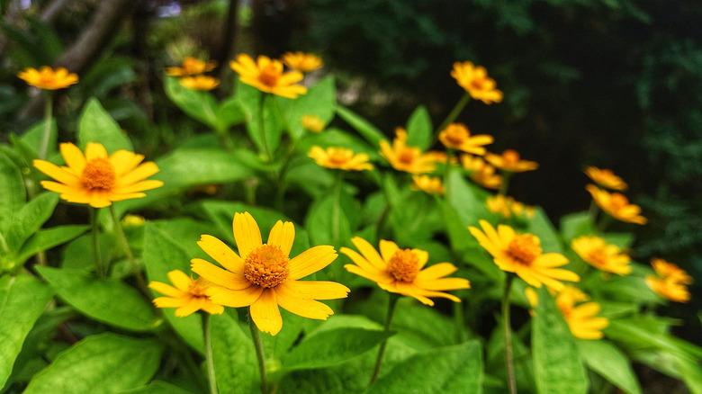 Butter daisies blooming outside