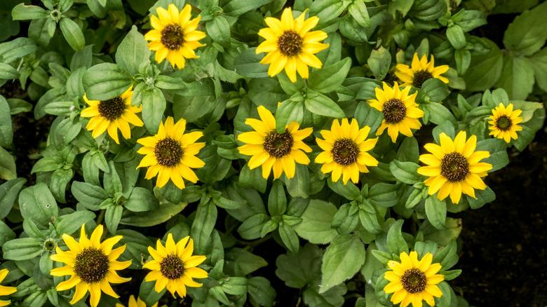 Closeup of creeping zinnia blooms seen head-on from above