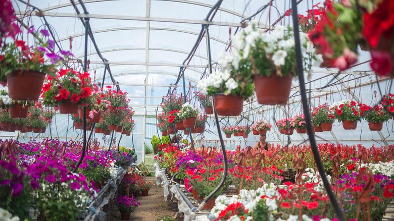 Flower plants in pots in a greenhouse with drip irrigation.