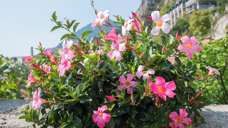 Mandevilla plant hanging from a wall