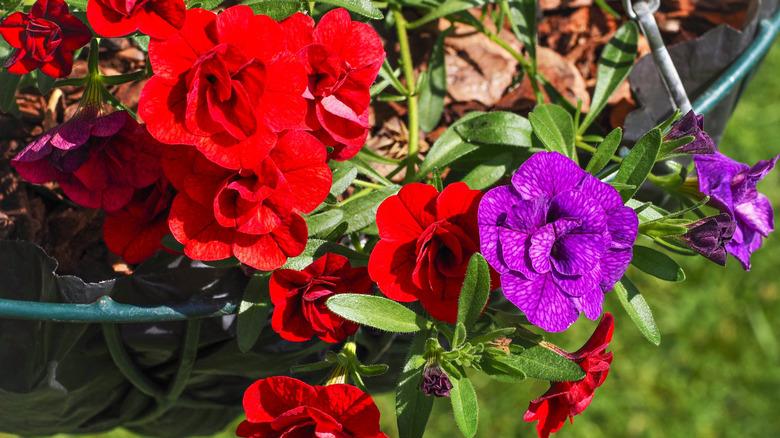 Hanging basket with Superbells Double Blue Calibrachoa,