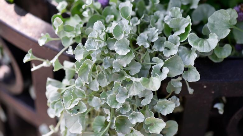 Dichondra Silver Falls used as a trailing plant.