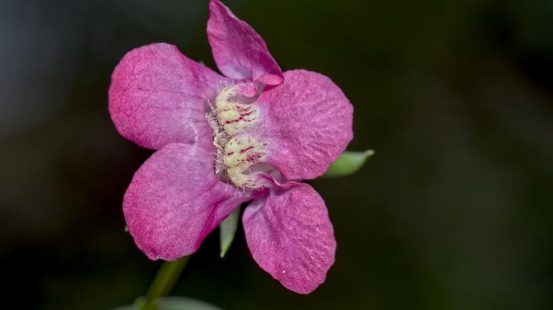 Macro photo of the flower of a Maurandella Antirrhiniflora, also known as a Snapdragon Vine.