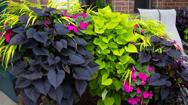 Ornamental sweetpotato vines
