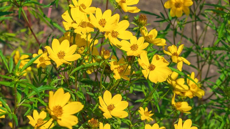 Tickeseed sunflowers in full bloom