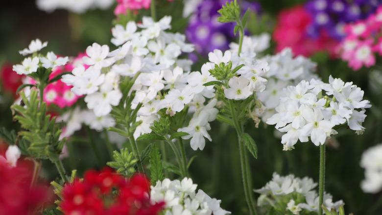 verbena flowers up close