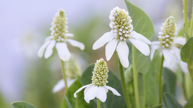 Close up of native medicinal herb, Yerba Mansa, growing at edge of pond at Agua Caliente Park in Tucson, Arizona
