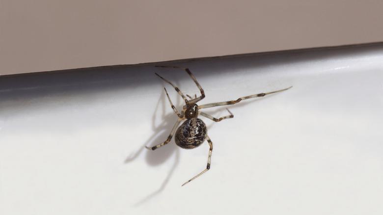 A common American house spider hangs belong a window sill.