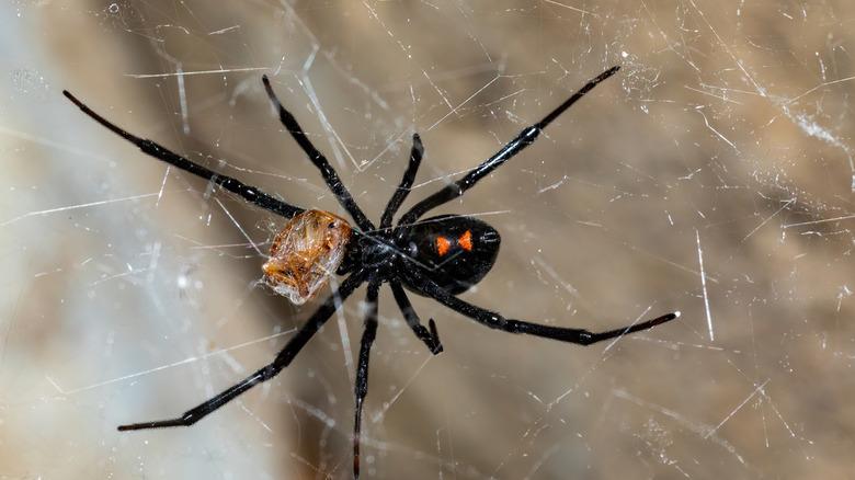 A black widow spider feeding on an insect in a web.