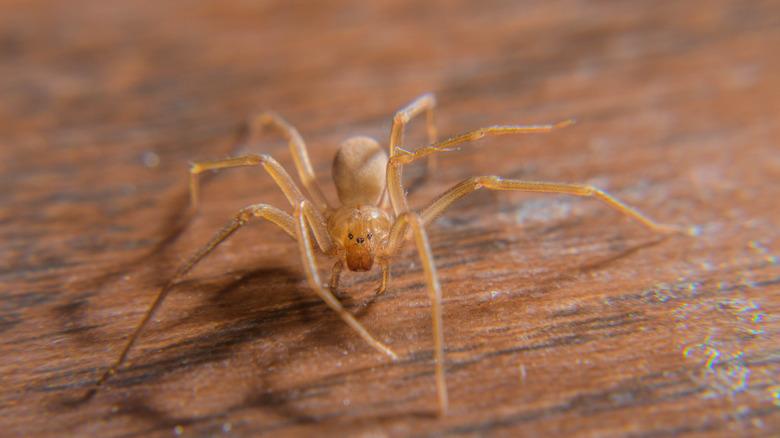 A close up of a brown recluse spider sitting on wood.
