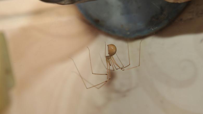 A cellar spider hanging upside down