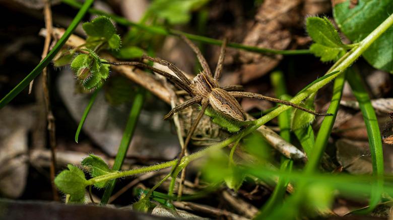 A close up of a grass spider living among twigs and small plant growth.