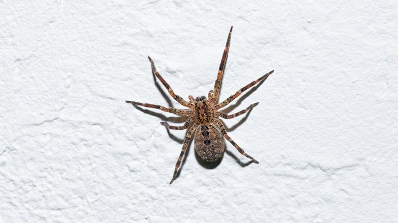 A close up of a hobo spider climbing up a white, textured wall.