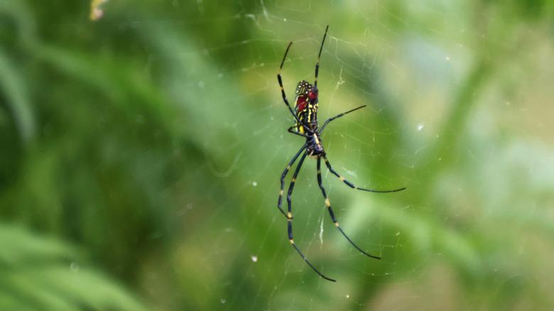 A underside view of a Jorō spider sitting on a suspended web.