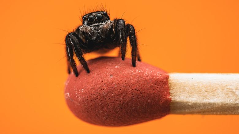 A small jumping spider on the head of a match