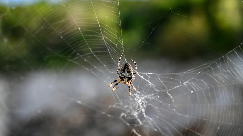 An orb weaving spider constructing a large, suspended web.