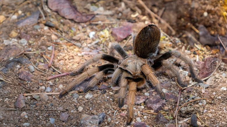 An Arizona blonde tarantula resting on dirt and gravel.