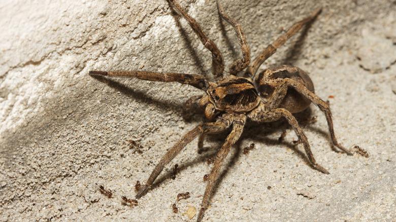 A close up of a wolf spider on a concrete wall surrounded by ants