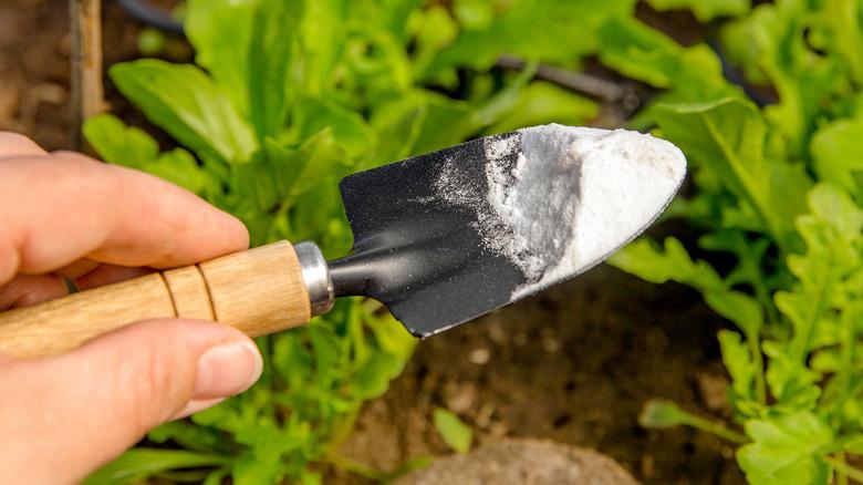 Baking soda on a garden trowel