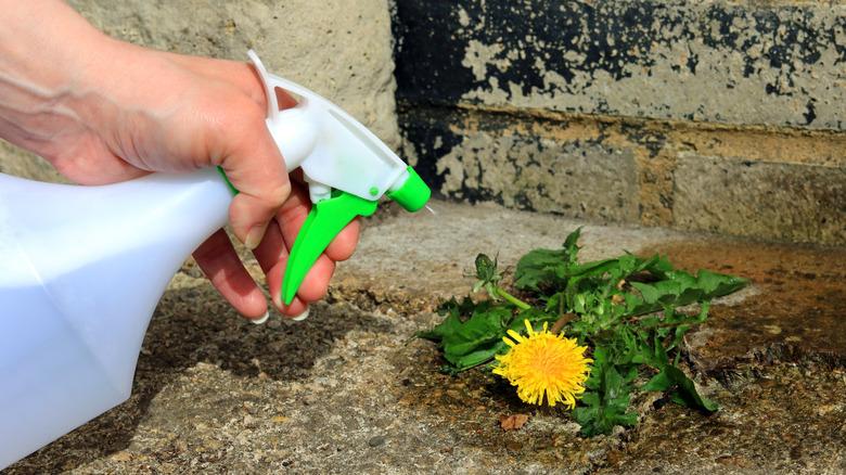 hand spraying dandelion with spray bottle
