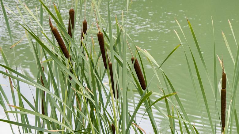 cattails at the edge of a body of water