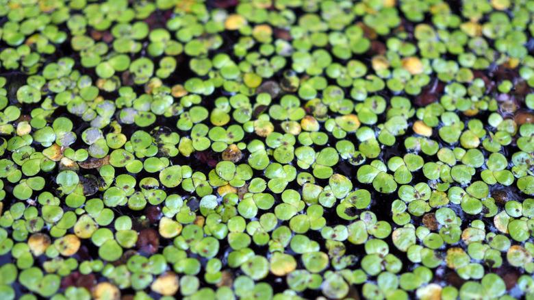 close up of duckweed floating on water