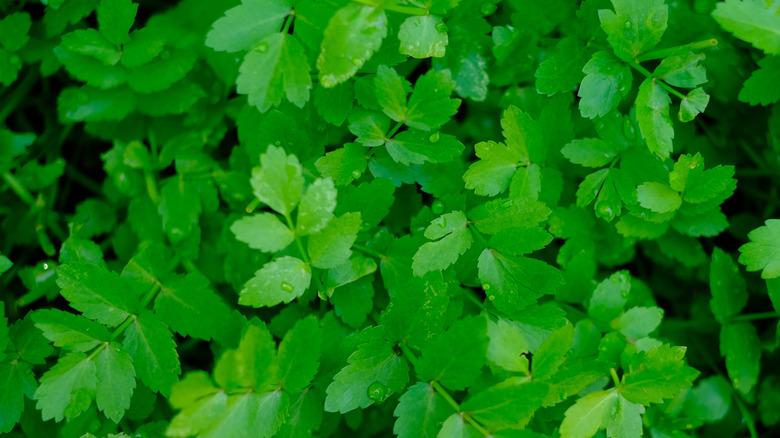 close up of lebanese cress leaves and stems