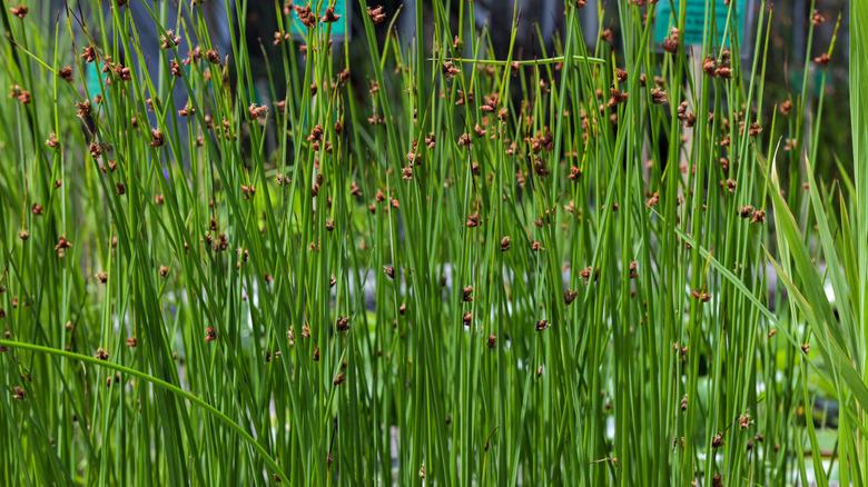 soft rush plants with brown flowers