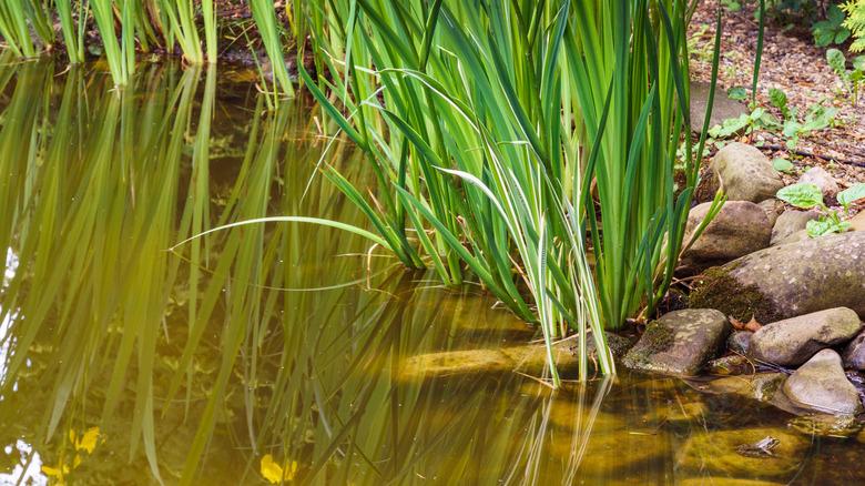sweet flag plant near edge of water with rocks and reflection on surface